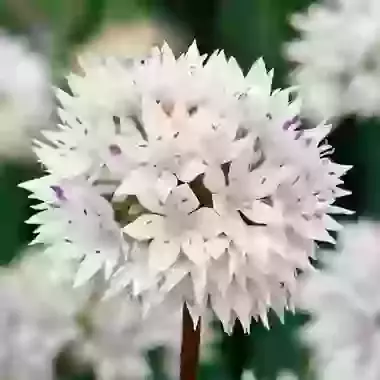 Graceful Beauty